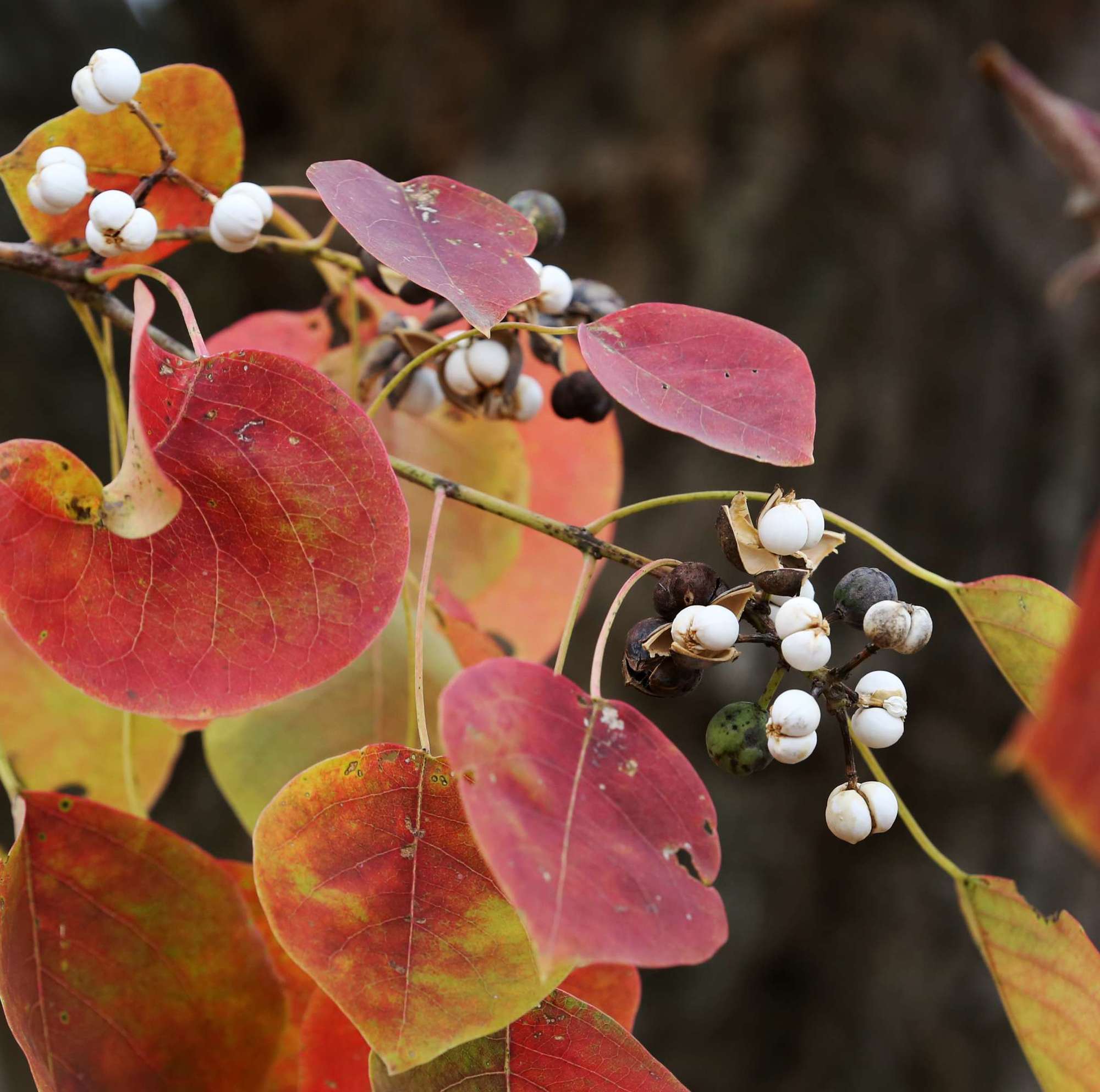 鈭瀀3xckwt1ztoa2da鈭-九游体育